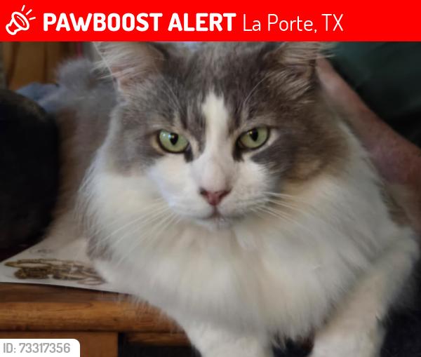Lost Male Cat last seen Bayside Terrace Subdivision, La Porte, TX 77571