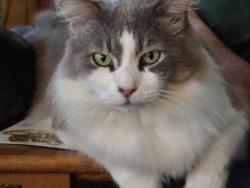 Lost Male Cat last seen Bayside Terrace Subdivision, La Porte, TX 77571