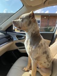 Reunited Female Dog last seen Near Eagle Rock Rd intersection, Turnipseed Rd, NC 27591