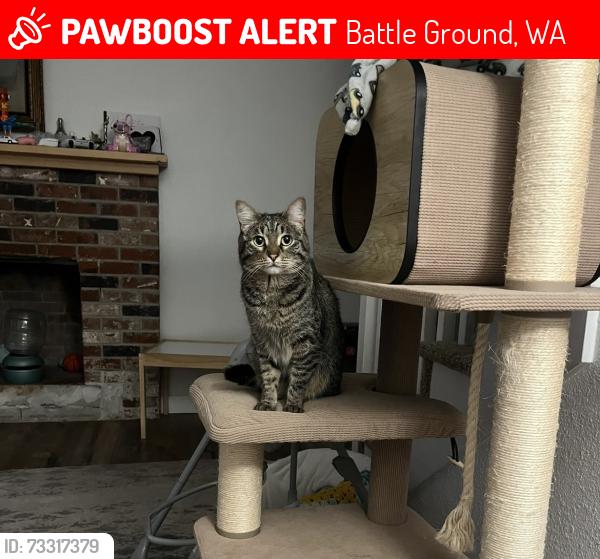 Lost Female Cat last seen Daybreak Park, Battle Ground, WA 98604