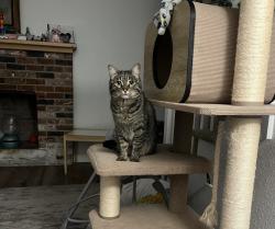 Lost Female Cat last seen Daybreak Park, Battle Ground, WA 98604