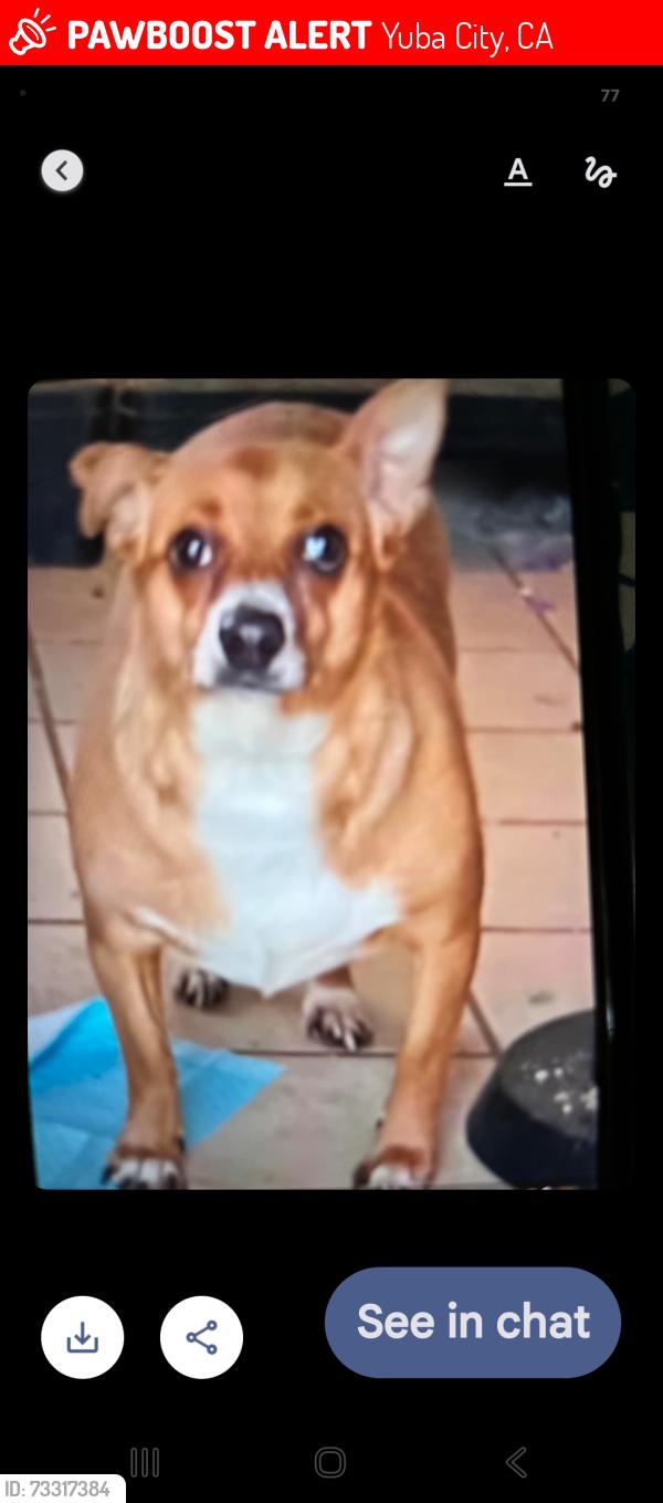 Lost Female Dog last seen Washington And Clark Ave, Yuba City, CA 95991