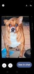 Lost Female Dog last seen Washington And Clark Ave, Yuba City, CA 95991