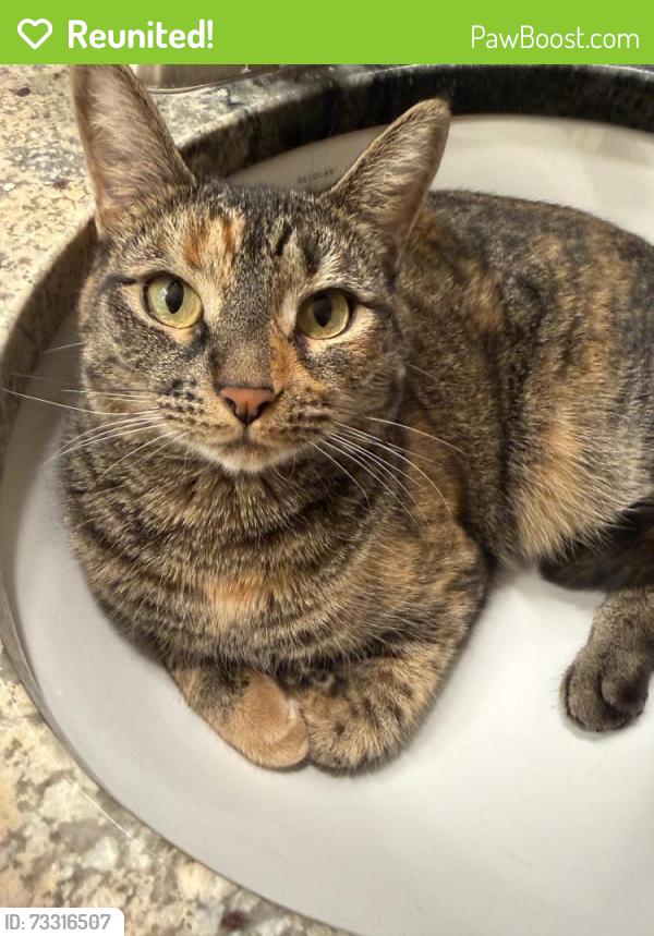 Reunited Female Cat last seen Near n 86th st, Scottsdale, AZ 85250