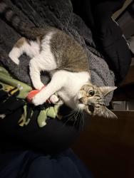Reunited Female Cat last seen 40th Ave S and S 272nd St, Kent, WA 98032