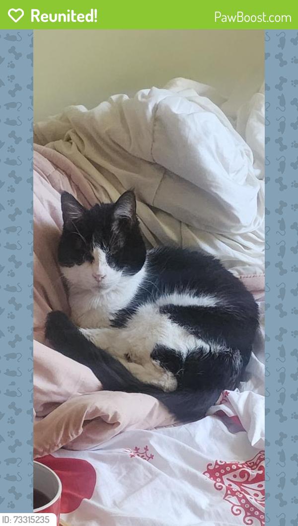 Reunited Female Cat last seen 1500, 42st, vernon,bc, Vernon, BC V1T 7H2