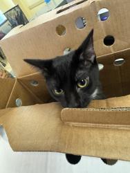 Shelter Stray Unknown Cat last seen under finders house, VIRGINIA BEACH, VA, 23455, 341 S Birdneck Rd, Virginia Beach, VA 23451, USA