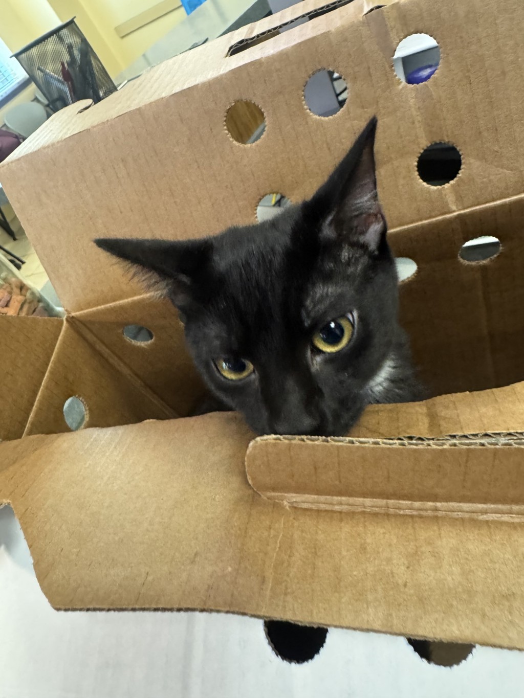 Shelter Stray Unknown Cat last seen under finders house, VIRGINIA BEACH, VA, 23455, 341 S Birdneck Rd, Virginia Beach, VA 23451, USA