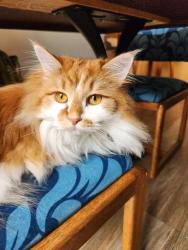 Reunited Male Cat last seen Cedar Ridge neighborhood, Ridgefield, WA 98642
