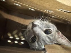 Shelter Stray Unknown Cat last seen under finders house, VIRGINIA BEACH, VA, 23455, 341 S Birdneck Rd, Virginia Beach, VA 23451, USA