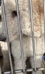 Reunited Female Dog last seen Las vegas. Nv, Las Vegas, NV 89121