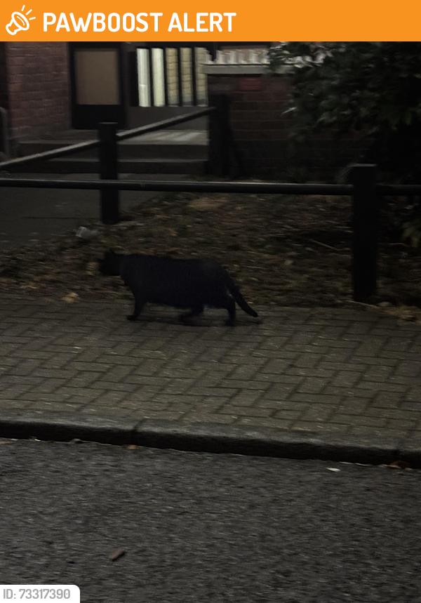 Found/Stray Unknown Cat last seen SW12 8qp, Greater London, England 
