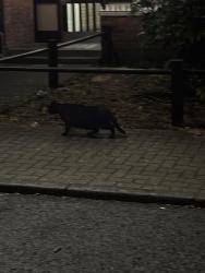 Found/Stray Unknown Cat last seen SW12 8qp, Greater London, England 