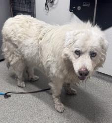 Shelter Stray Female Dog last seen S Santa Fe Avenue, San Marcos, CA, 92069, Escondido, CA 92027, USA
