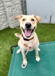 Shelter Stray Male Dog last seen Near S 8070 W, Magna Township, UT, 84044, 511 W 3900 S, Salt Lake City, UT 84123, USA