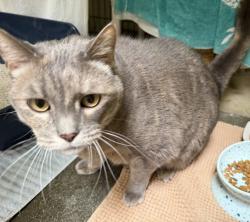Shelter Stray Female Cat last seen Brought in by sister - pls see notes, Oceanside, CA, 92057, Oceanside, CA 92058, USA