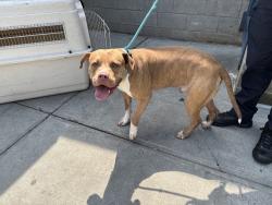Shelter Stray Male Dog last seen 7th PCT, NEW YORK, NY, 10002, 326 E 110th St, New York, NY 10029, USA