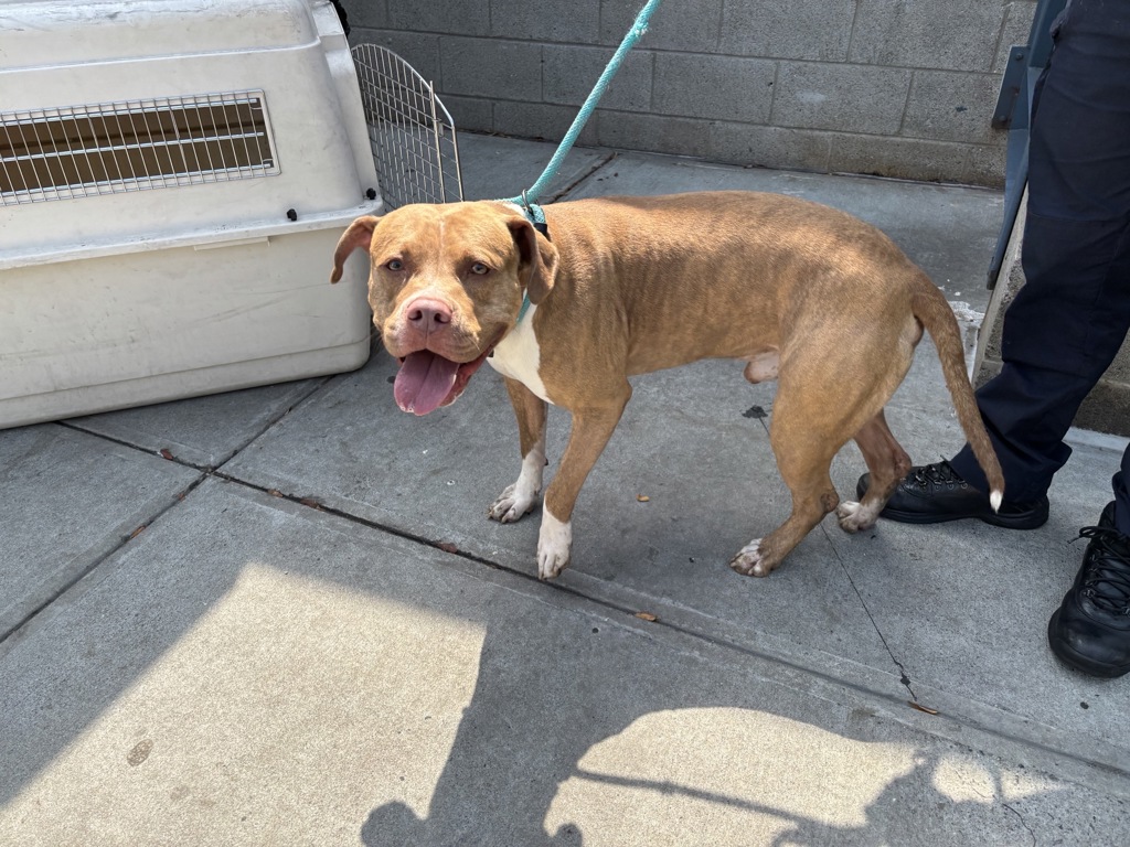 Shelter Stray Male Dog last seen 7th PCT, NEW YORK, NY, 10002, 326 E 110th St, New York, NY 10029, USA