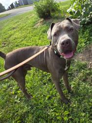Shelter Stray Male Dog last seen Near Crest Avenue, GLEN BURNIE, MD, 21061, 411 Maxwell Frye Rd, Millersville, MD 21108, USA