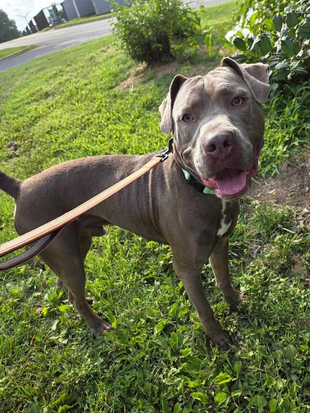 Shelter Stray Male Dog last seen Near Crest Avenue, GLEN BURNIE, MD, 21061, 411 Maxwell Frye Rd, Millersville, MD 21108, USA