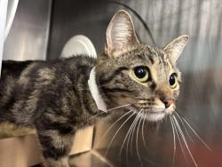 Shelter Stray Female Cat last seen Near Lott Avenue, BROOKLYN, NY, 11212, 326 E 110th St, New York, NY 10029, USA