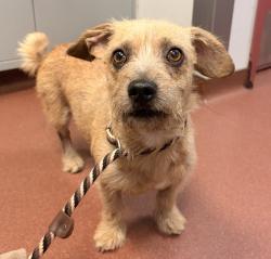 Shelter Stray Male Dog last seen 84th Street, OAKLAND, CA, 94601, 8323 Baldwin St, Oakland, CA 94621, USA