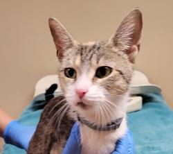 Shelter Stray Female Cat last seen NE 28th / NE Weidler, PORTLAND, OR, 97232, 1700 W Historic Columbia River Hwy, Troutdale, OR 97060, USA