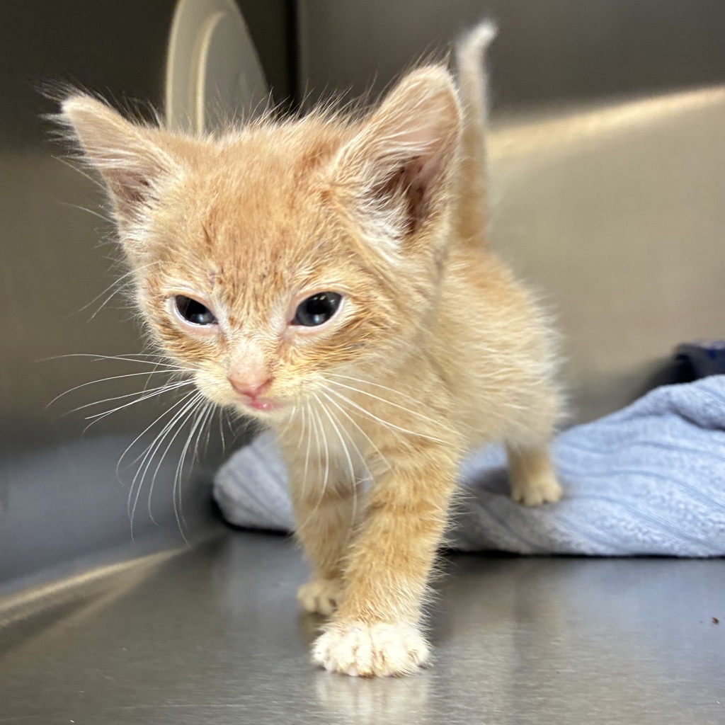Shelter Stray Female Cat last seen SE Division and Powell, OR, 1700 W Historic Columbia River Hwy, Troutdale, OR 97060, USA