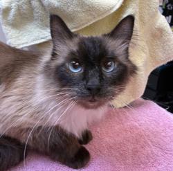 Shelter Stray Female Cat last seen SE 28th Pl/ SE Rhone ST, PORTLAND, OR, 97202, 1700 W Historic Columbia River Hwy, Troutdale, OR 97060, USA