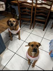 Reunited Female Dog last seen Near S 6th St, Broken Arrow, OK 74012, USA, Broken Arrow, OK 74012