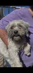 Found/Stray Female Dog last seen 36th st and paradise ln, Phoenix, AZ 85028