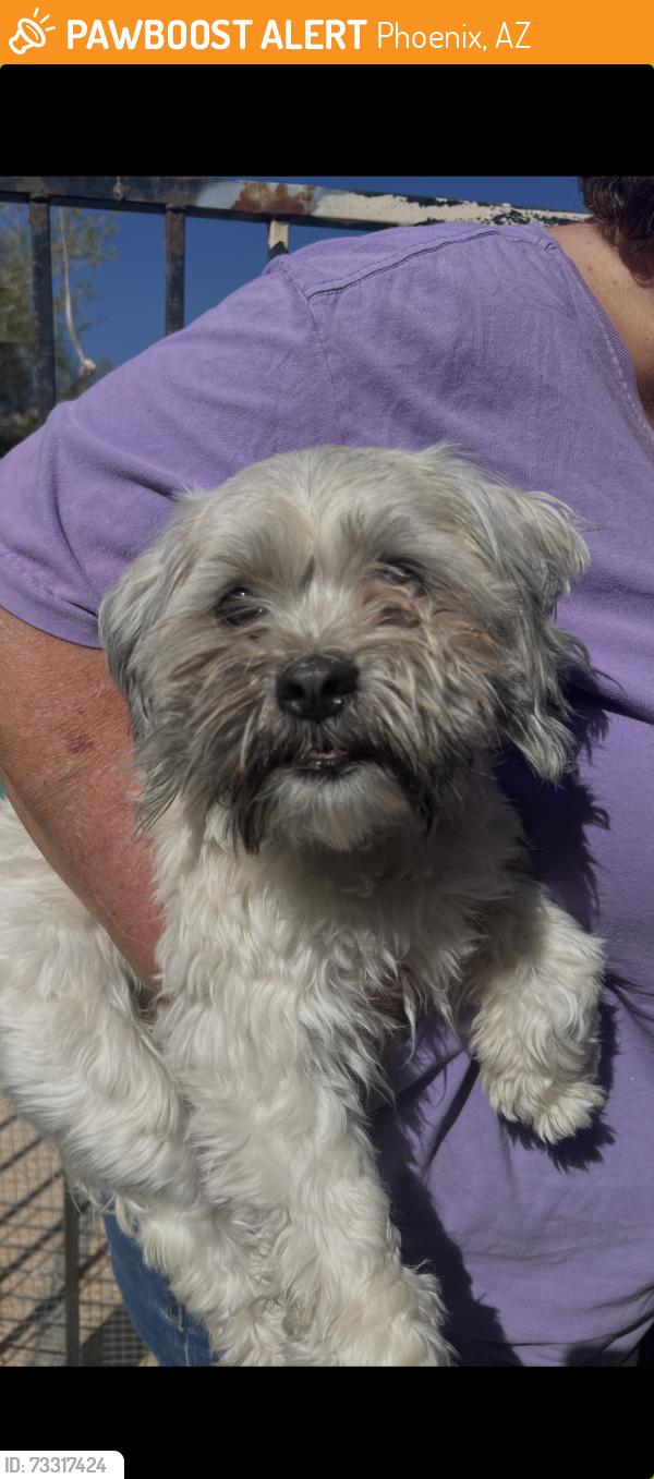 Found/Stray Female Dog last seen 36th st and paradise ln, Phoenix, AZ 85028