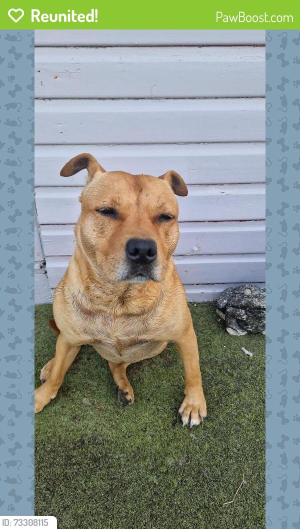 Reunited Female Dog last seen North Promenade, Barmouth, Wales 