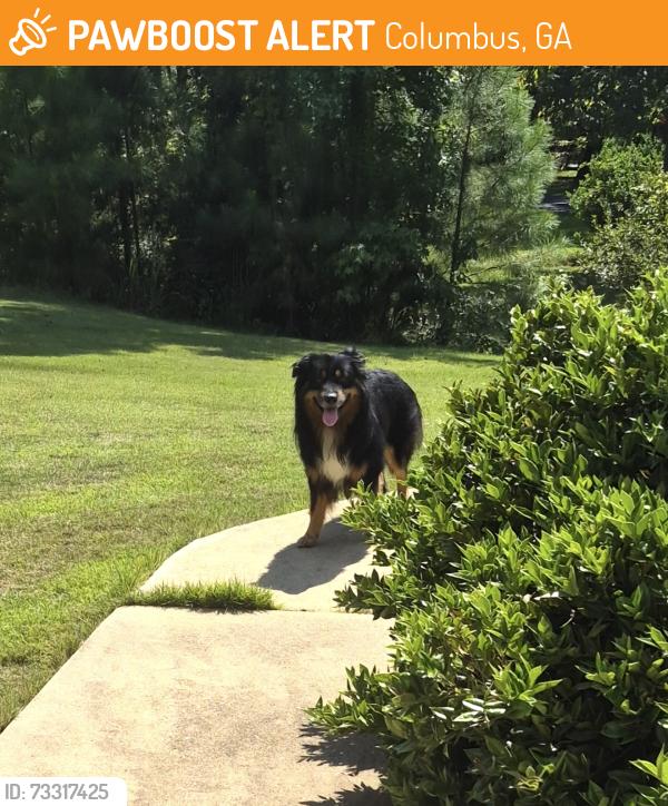 Found/Stray Unknown Dog last seen River Road, Columbus, GA 31808