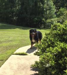 Found/Stray Unknown Dog last seen River Road, Columbus, GA 31808