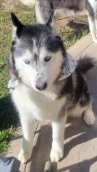 Reunited Male Dog last seen 60th street west and Ave L8, Los Angeles County, CA 93536