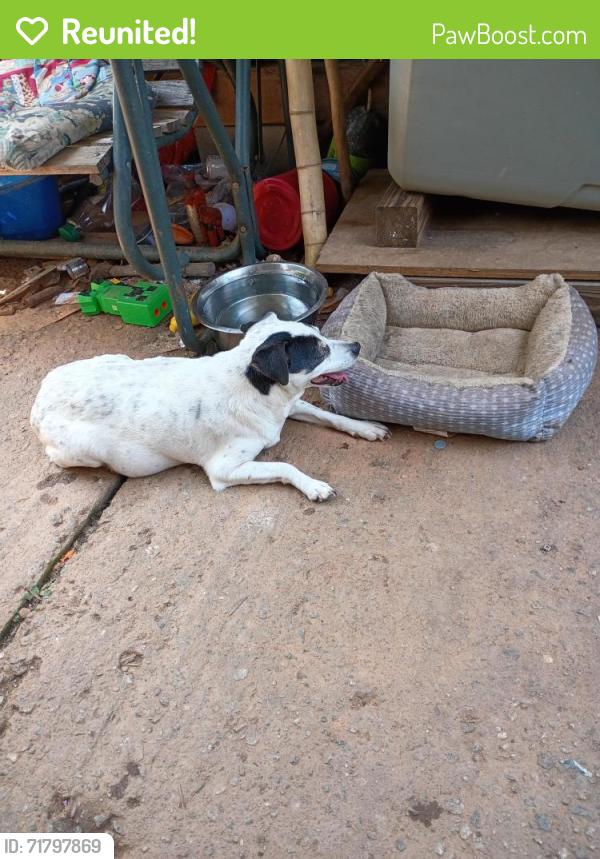Reunited Female Dog last seen Walkertown Park, Walkertown, NC 27051
