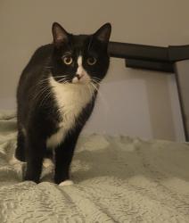 Lost Female Cat last seen 183rd and 94th ave, Tinley Park, IL 60487