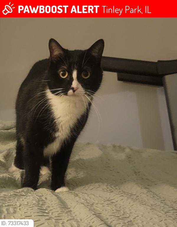 Lost Female Cat last seen 183rd and 94th ave, Tinley Park, IL 60487