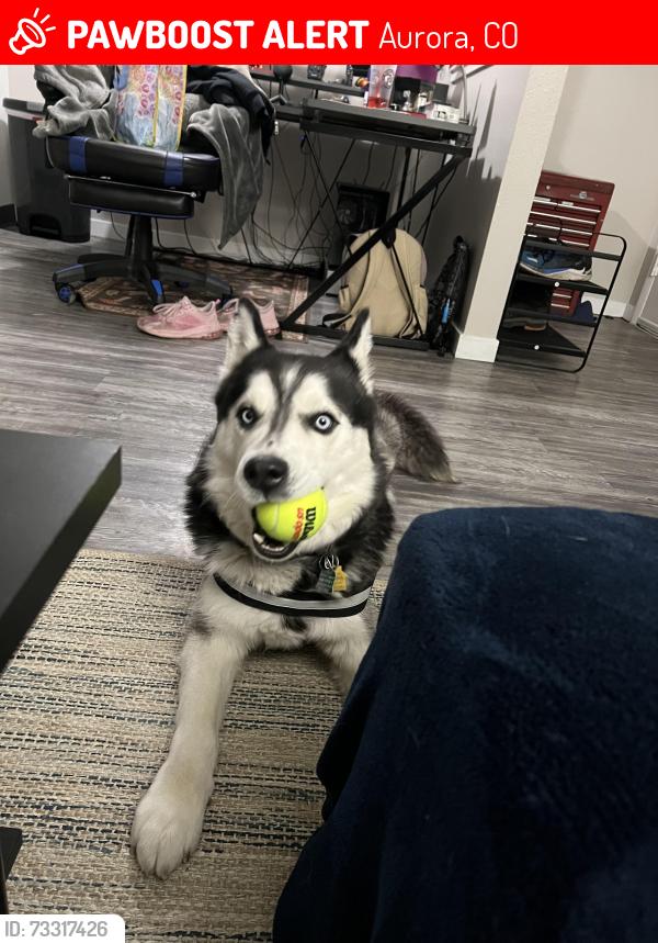 Lost Male Dog last seen Trailpoint apmts, Aurora, CO 80012