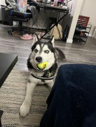 Lost Male Dog last seen Trailpoint apmts, Aurora, CO 80012