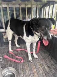 Reunited Male Dog last seen Olde Towne, Belville, NC 28451, USA, Belville, NC 28451