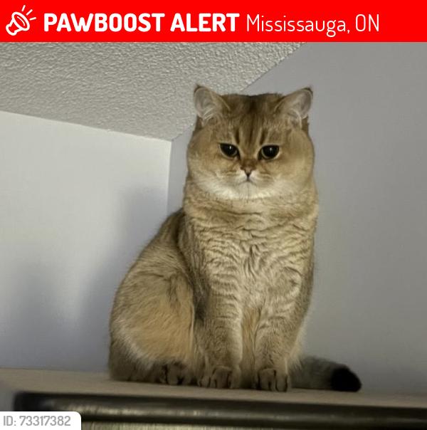Lost Female Cat last seen St Laurent crt L5L 4t3, Mississauga, ON L5L 4T3