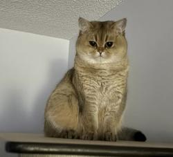 Lost Female Cat last seen St Laurent crt L5L 4t3, Mississauga, ON L5L 4T3