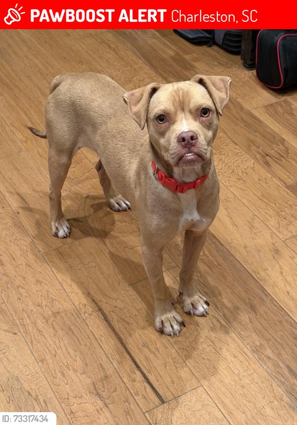 Lost Male Dog last seen N Enston Ave & Laurel Ave, near The Container Bar, Charleston, SC 29403
