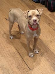 Lost Male Dog last seen N Enston Ave & Laurel Ave, near The Container Bar, Charleston, SC 29403