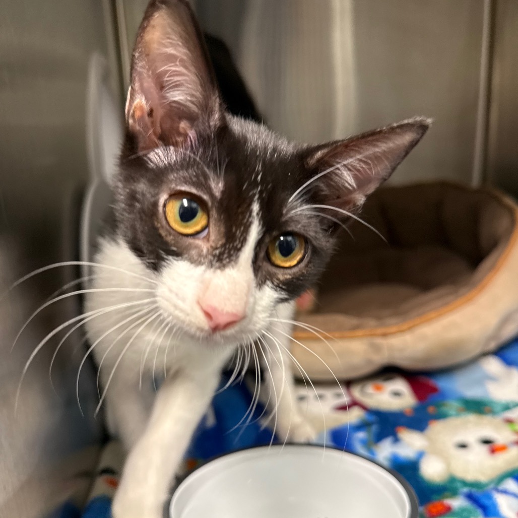 Shelter Stray Female Cat last seen , 8020 Washington St, Port Richey, FL 34668, USA