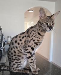 Lost Female Cat last seen Mixing farms, Bradenton, FL 34208