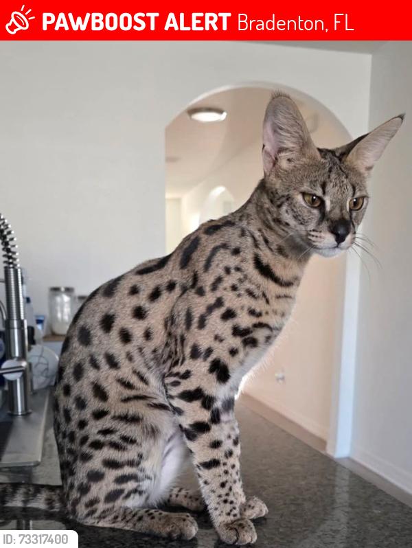 Lost Female Cat last seen Mixing farms, Bradenton, FL 34208