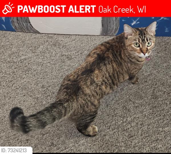 Lost Female Cat last seen Judith pl & Oakwood rd, Oak Creek, WI 53154